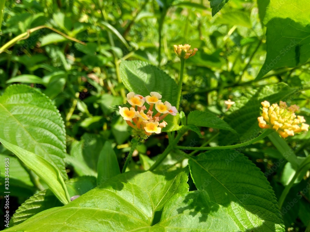 Lantana camara (common lantana, big sage, wild-sage, red sage, white sage, tick berry, West Indian lantana, umbelanterna) with natural backrgound Lantana camara (common lantana, big sage, wild-sage, red sage, white sage, tick berry, West Indian lantana, umbelanterna) with natural backrgound
