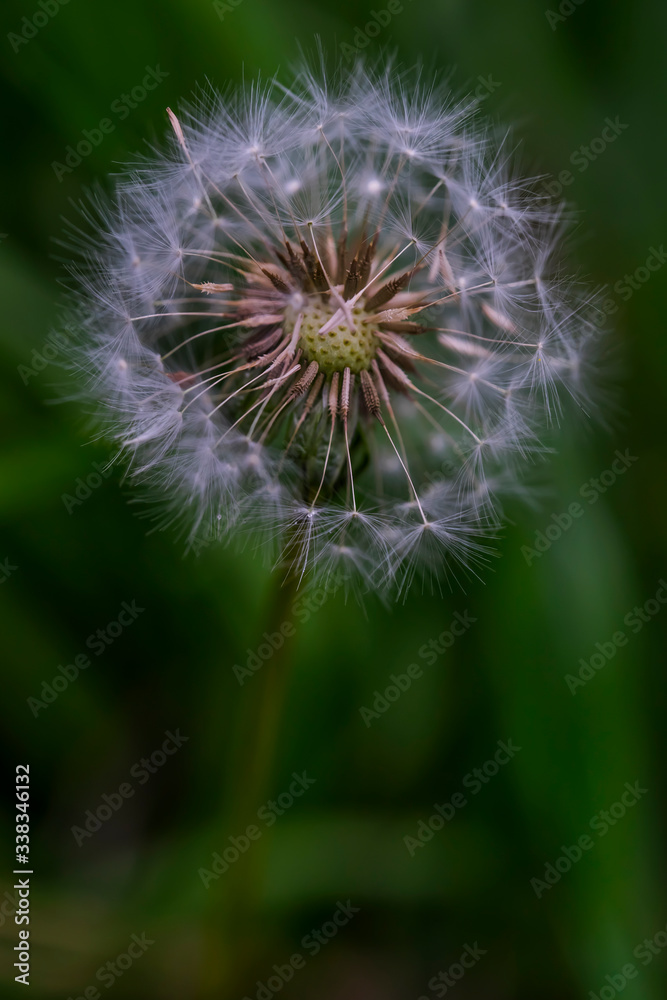 
Dandelion. Macro photo. Ripe dandelion seeds. White aerial dandelion umbrellas. Dandelion seeds scattered.