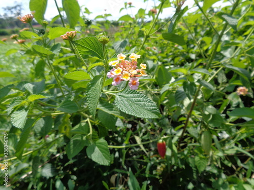 Lantana camara (common lantana, big sage, wild-sage, red sage, white sage, tick berry, West Indian lantana, umbelanterna) with natural backrgound