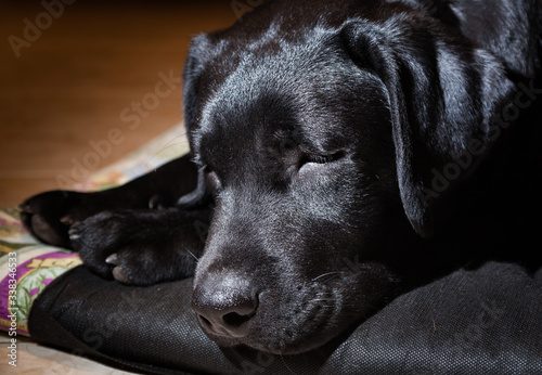 Cachorro de labrador negro pura sangre dormido sobre sus patitas delanteras photo
