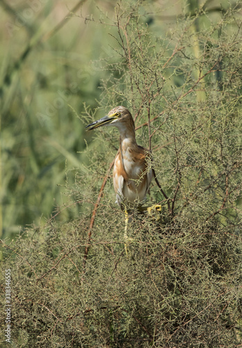 Squacco Heron perched on bush