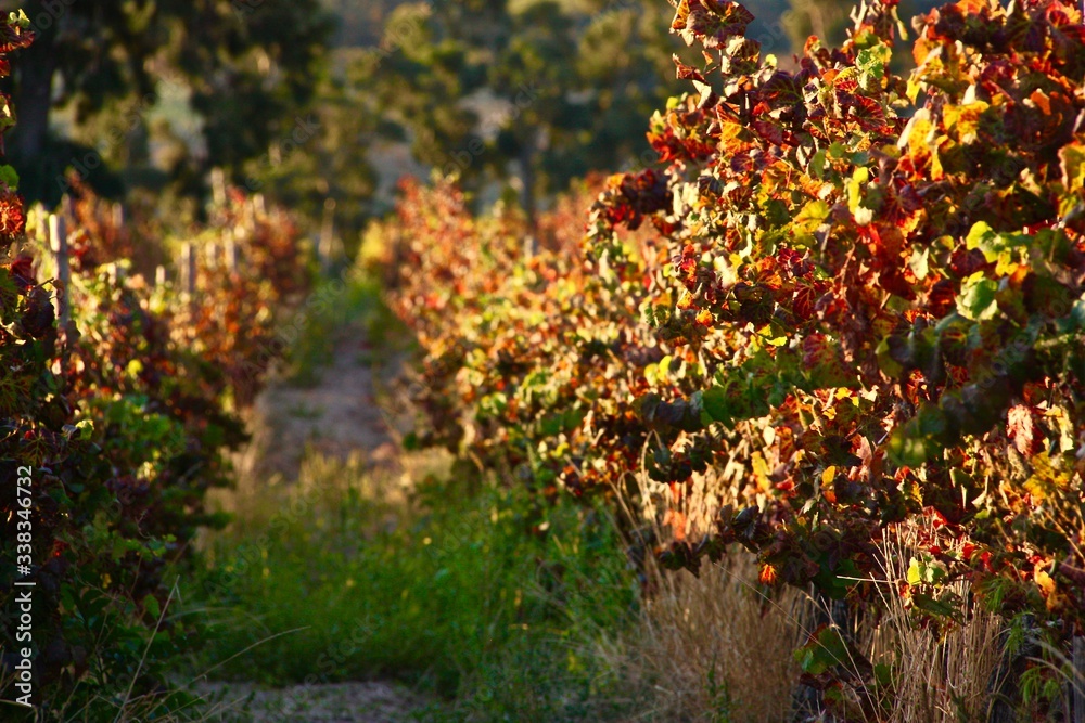 Vines Vines