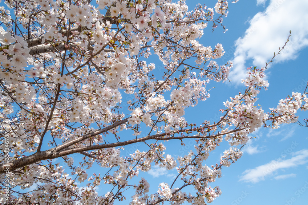 blooming cherry blossoms with blue sky background blooming cherry blossoms with blue sky background