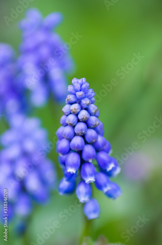 Close up macro photograph of English bluebells in woodland