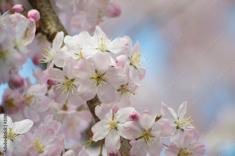 Close up macro photo of English cherry blossom on a tree in spring