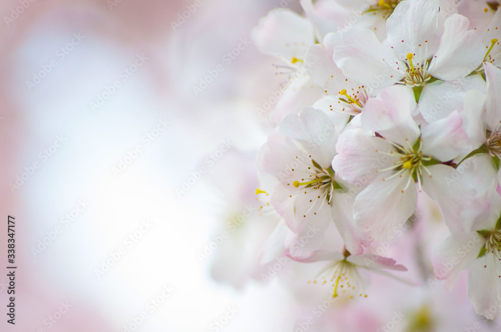 Close up macro photo of English cherry blossom on a tree in spring Close up macro photo of English cherry blossom on a tree in spring