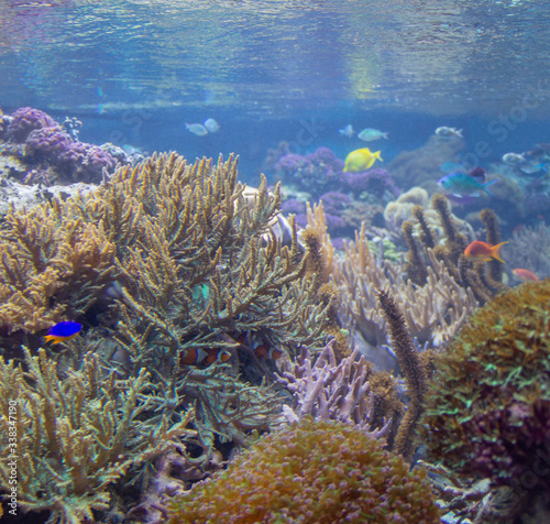 coral reef scenery