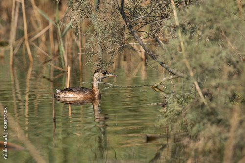 Little grebe swimming in Buhair lake, Bahrain photo