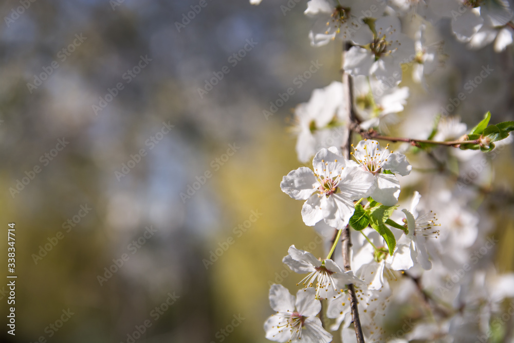 Springtime.Spring with a beautiful blooming cherry garden. Blooming tree with white flowers in spring. Springtime.Spring with a beautiful blooming cherry garden. Blooming tree with white flowers in spring.