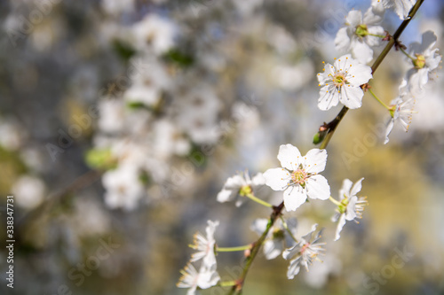 Springtime.Spring with a beautiful blooming cherry garden. Blooming tree with white flowers in spring. 