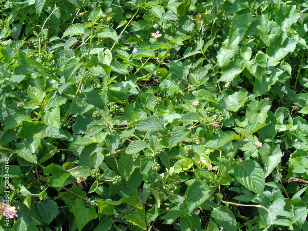 Lantana camara (common lantana, big sage, wild-sage, red sage, white sage, tick berry, West Indian lantana, umbelanterna) with natural backrgound Lantana camara (common lantana, big sage, wild-sage, red sage, white sage, tick berry, West Indian lantana, umbelanterna) with natural backrgound