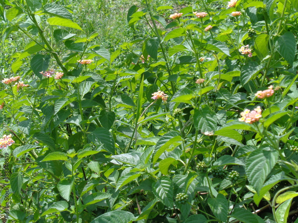Lantana camara (common lantana, big sage, wild-sage, red sage, white sage, tick berry, West Indian lantana, umbelanterna) with natural backrgound