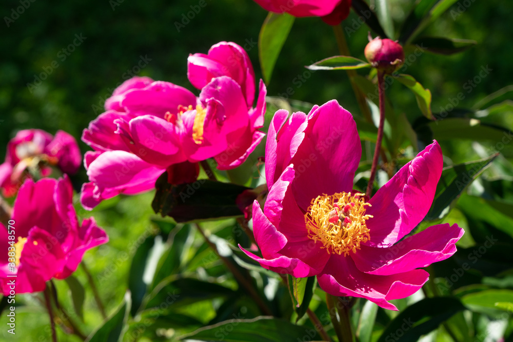 pink flowers in the garden pink flowers in the garden
