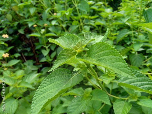 Lantana camara (common lantana, big sage, wild-sage, red sage, white sage, tick berry, West Indian lantana, umbelanterna) with natural backrgound