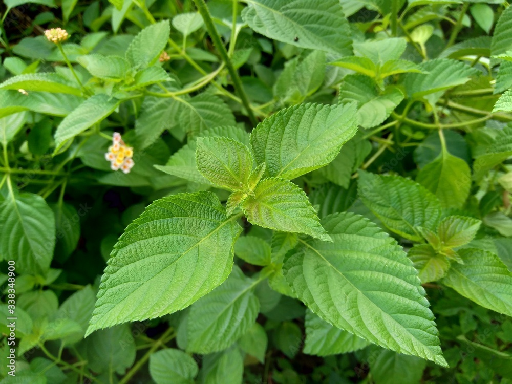 Lantana camara (common lantana, big sage, wild-sage, red sage, white sage, tick berry, West Indian lantana, umbelanterna) with natural backrgound Lantana camara (common lantana, big sage, wild-sage, red sage, white sage, tick berry, West Indian lantana, umbelanterna) with natural backrgound