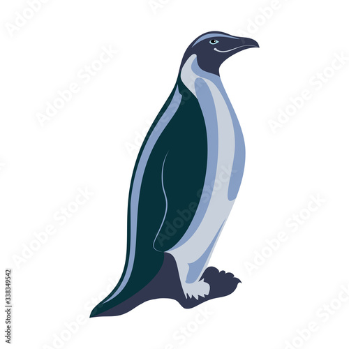 Vector illustration of penguin. Isolated on white background.