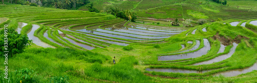Fotografie green ricefield in Bali with blue water reflecting the sky