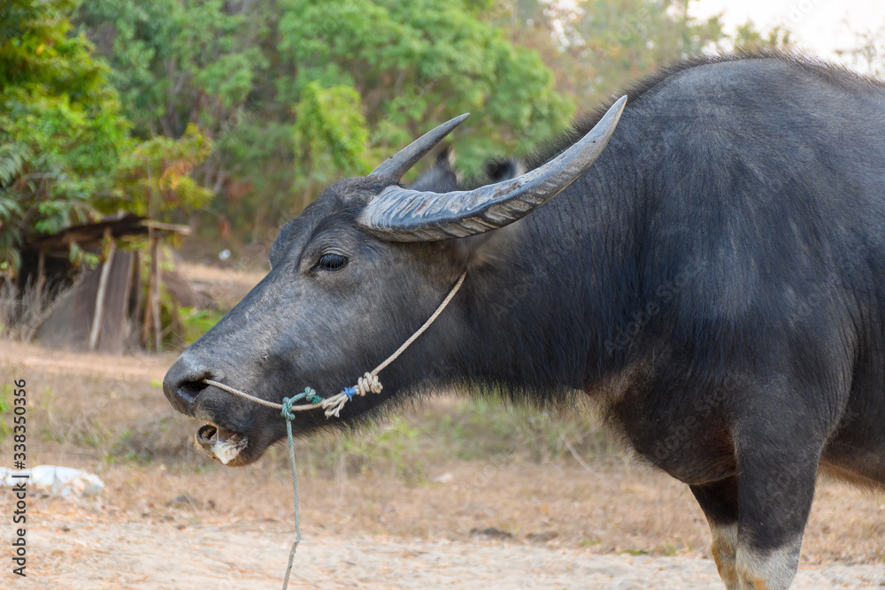 Thai buffalo portrait , Close up portrait of cape buffalo head and eye Thai buffalo portrait , Close up portrait of cape buffalo head and eye