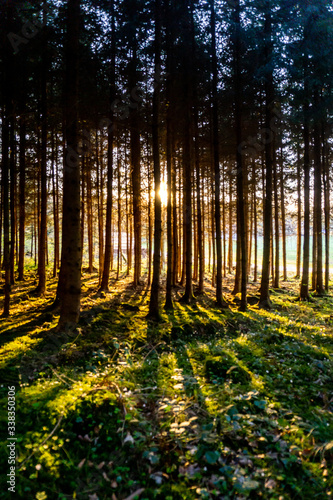 Landscape picture of a forest with sunset with dark fir trees and the sun with rays between the trees  mostly green and yellow 