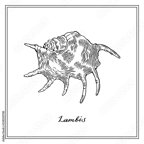 Lambis Seashll. Black and white square card. Hand-Drawn collection of greeting cards. Vector illustration on a white background.