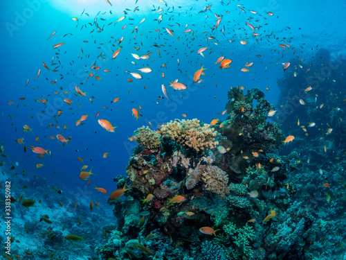 Fototapeta Naklejka Na Ścianę i Meble -  wide angle landscape picture underwater in the red sea of orange fish, sea goldies in Egypt around a coral with sun rays and blue water