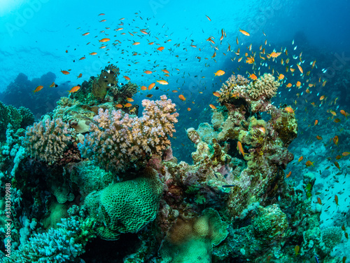wide angle landscape picture underwater in the red sea of orange fish  sea goldies in Egypt around a coral with sun rays and blue water