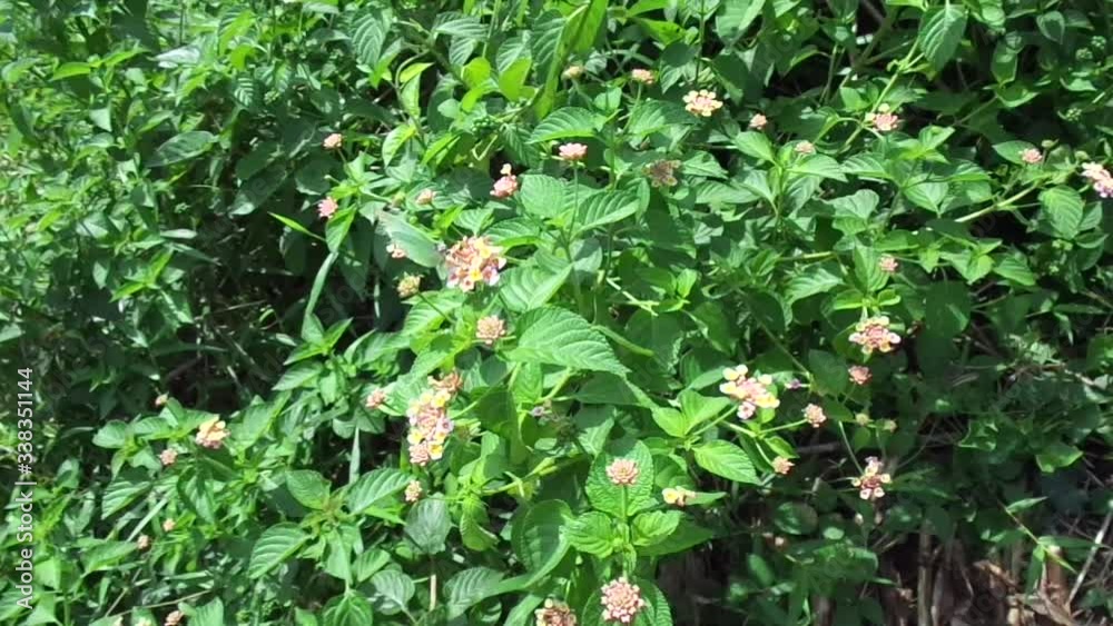 Lantana camara (common lantana, big sage, wild-sage, red sage, white sage, tick berry, West Indian lantana, umbelanterna) with natural backrgound