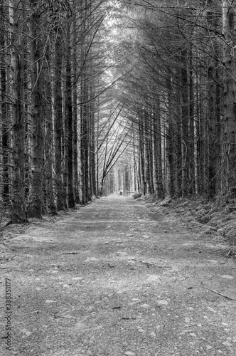 Footpath through Forest in Scotland