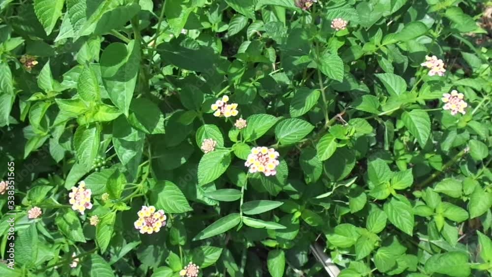 Lantana camara (common lantana, big sage, wild-sage, red sage, white sage, tick berry, West Indian lantana, umbelanterna) with natural backrgound