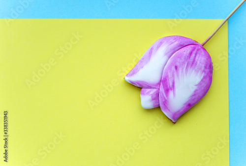 Spring cookie in form of pink tulip on yellow and blue geometric background. Beautiful background for spring holidays.