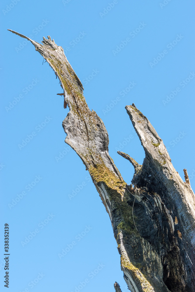 Storm damage. Old tree broken by lighting strike. Storm damage. Old tree broken by lighting strike.