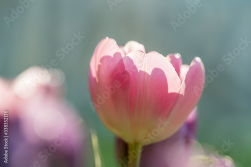 Fototapeta Naklejka Na Ścianę i Meble -  Colorful tulip flowers in spring