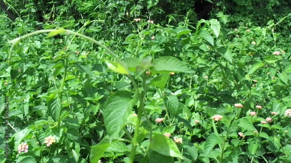 Lantana camara (common lantana, big sage, wild-sage, red sage, white sage, tick berry, West Indian lantana, umbelanterna) with natural backrgound
