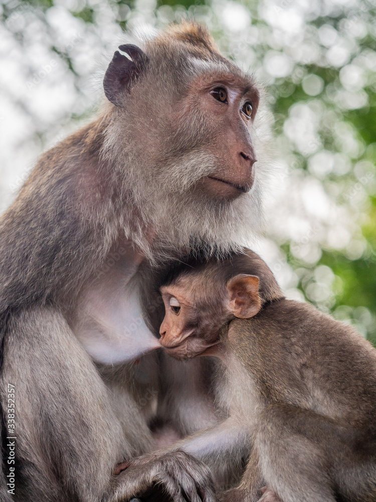 macaque mother and baby suckling milk in Bali, Ubud, Monkey forest macaque mother and baby suckling milk in Bali, Ubud, Monkey forest