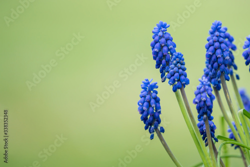 Fototapeta Naklejka Na Ścianę i Meble -  Blue muscari, grape hyacinth flower