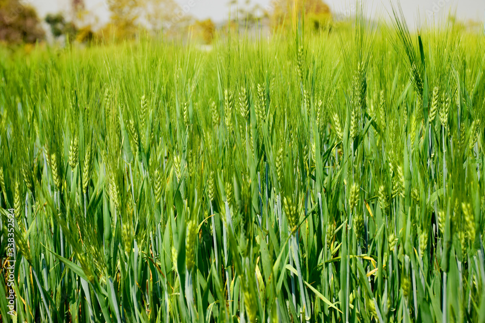 Fields of green millet with sun light Fields of green millet with sun light