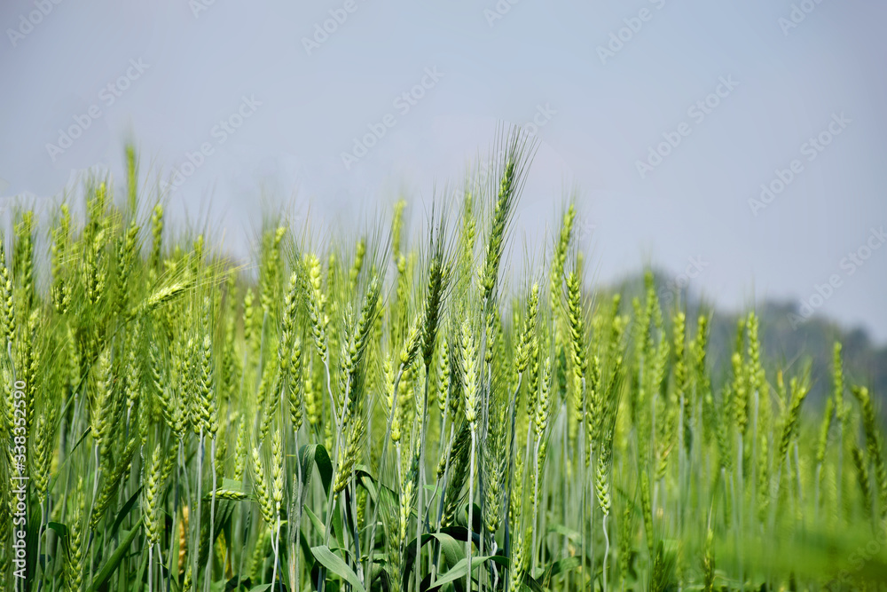 Fields of green wheat with sun light Fields of green wheat with sun light