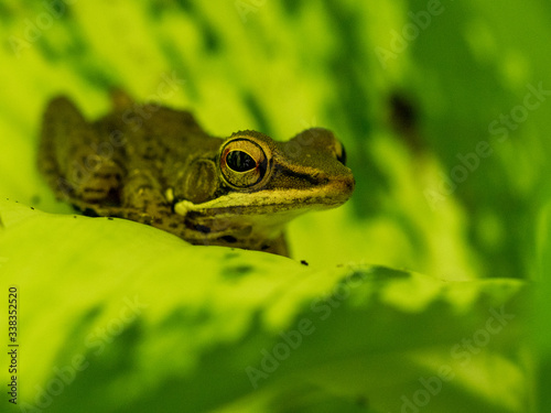 macro picture of green frog portrait on green leaf