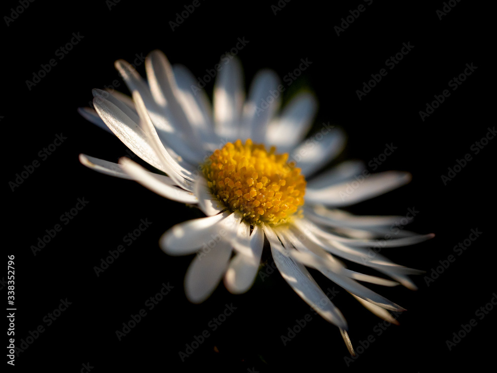 Close up, macro of white flower, daisy, bellis perennis, in spring Close up, macro of white flower, daisy, bellis perennis, in spring