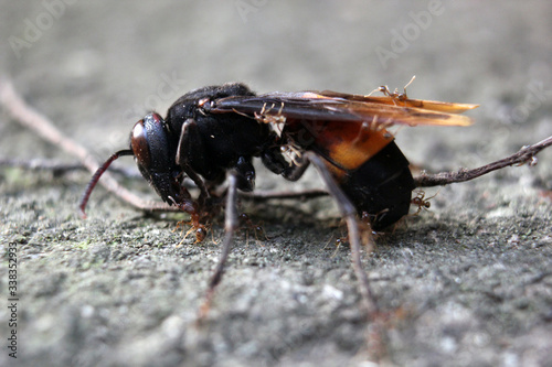 close up photo of a stinging bee that is dying and has begun to be surrounded by ants