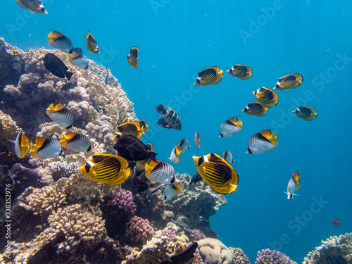 swarm of yellow and black butterfly fish in front of corals and blue sea in Egypt, Marsa Alam