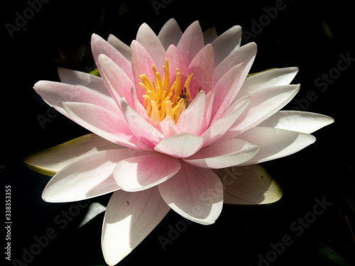 pink water lily with water drops in it's petal in front of black background