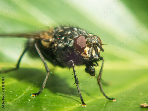 macro, close up of green fly on green leave, front part in focus