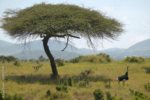 Male Ostrich approaching female for mating near Acacia Tree in Lewa Conservancy, Kenya, Africa © spiritofamerica