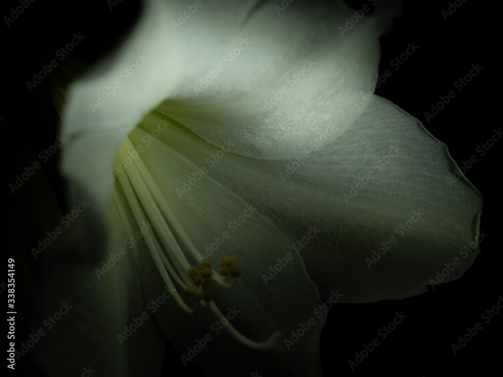 Obraz premium close up picture of white lily petals illuminated wiht light from the side and behind in front of a dark black background