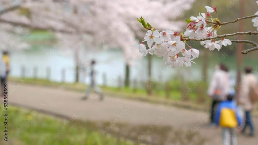 桜の花と観光客 通行人 花見 散歩 桜の花と観光客 通行人 花見 散歩