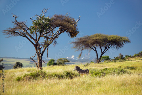 Endangered Grevy's Zebra and Acacia Tree in foreground in front of Mount Kenya in Kenya, Africa