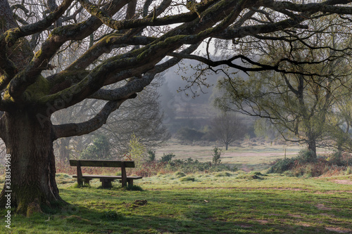 A misty spring morning over the common
