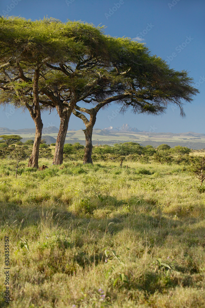Mount Kenya and Acacia Trees at Lewa Conservancy, Kenya, Africa