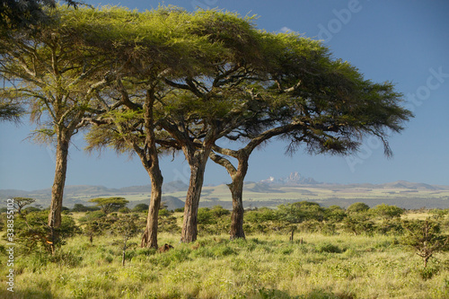 Mount Kenya and Acacia Trees at Lewa Conservancy, Kenya, Africa